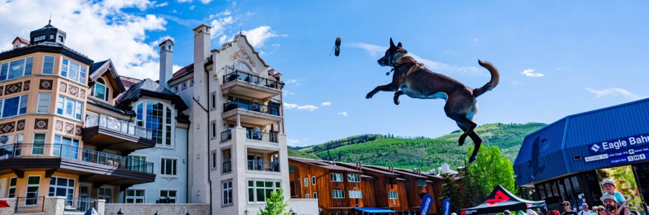 Pro Plan DockDogs Extreme Vertical