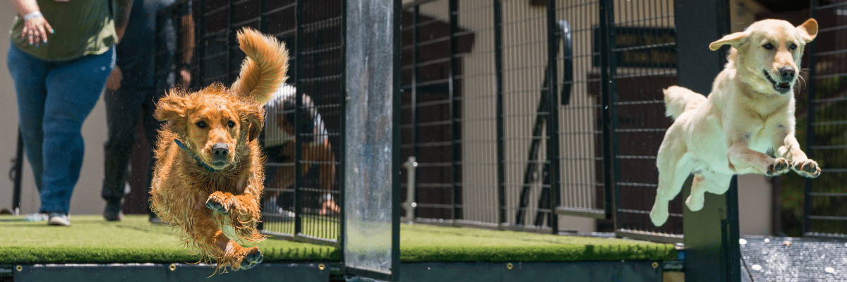 Pro Plan Dueling Dogs