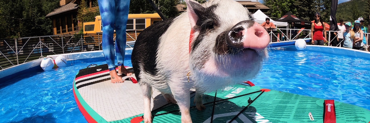Pickles the Pig joins Mud Run