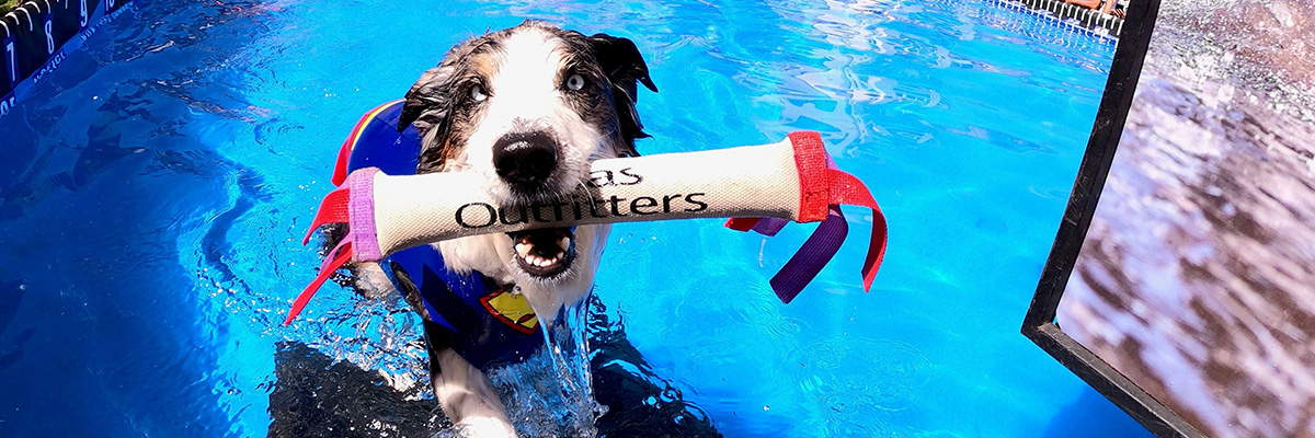 DockDogs: love and talent combine